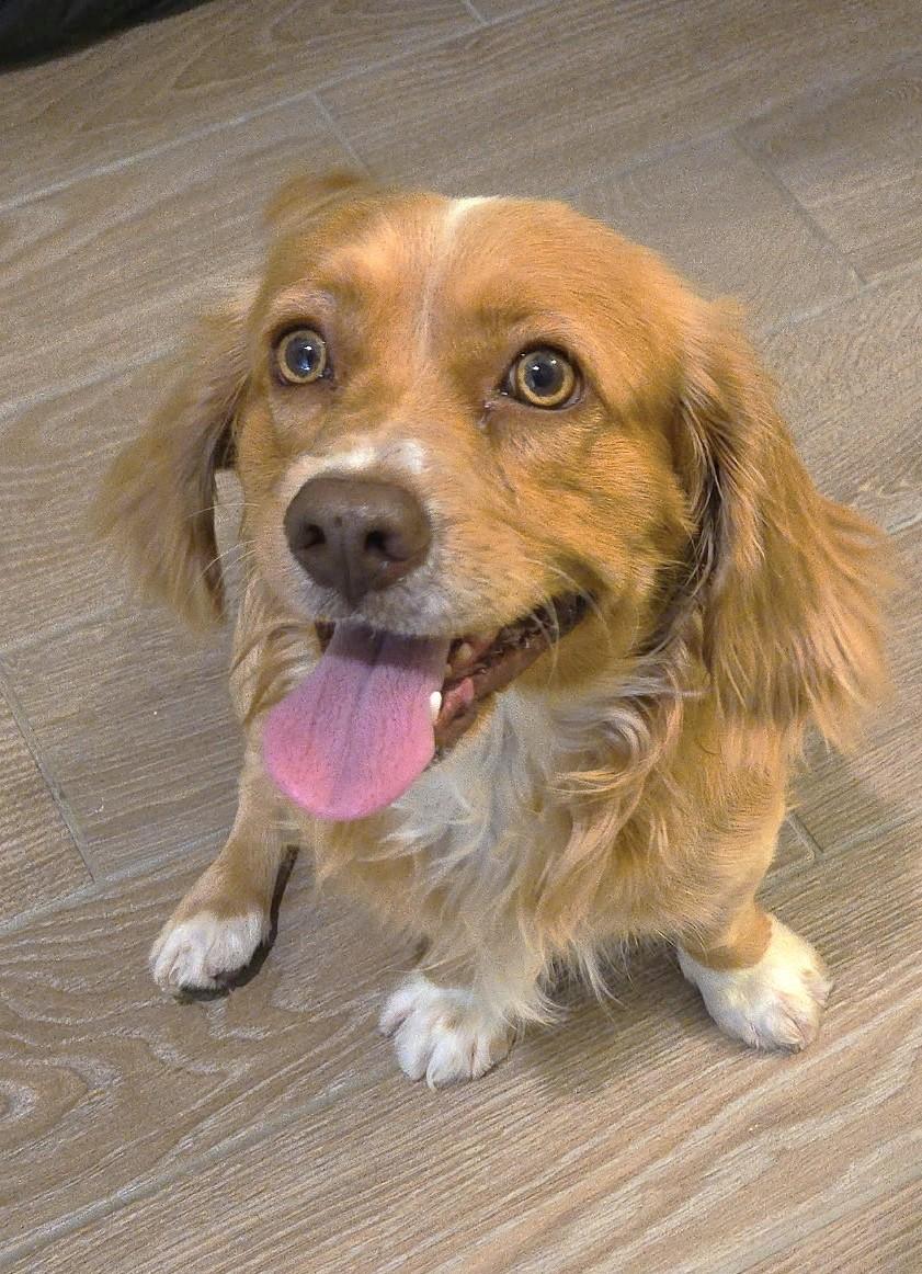 Enlarge Archie, a ADOPTABLE mixed breed in Plano, TX image 4/5