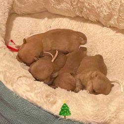 ZuZu, Belle, Hermey, and Cindy Lou - Puppies - Coming in April, ADOPTABLE, Puppy Female Chihuahua.