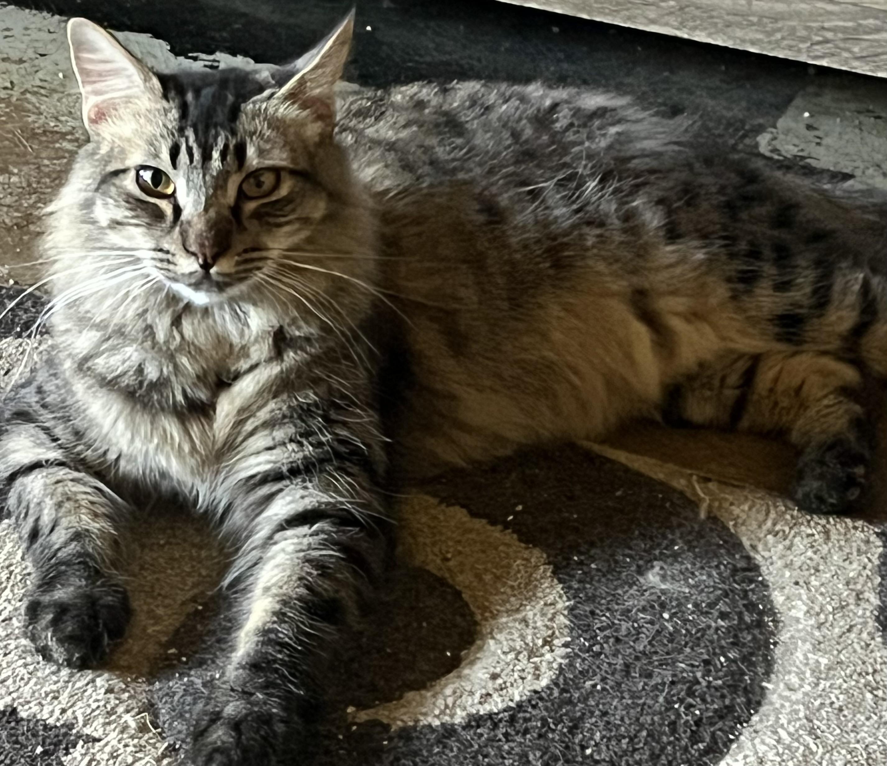 Harvey W., an adoptable Domestic Long Hair in Sacramento, CA, 95841 | Photo Image 1