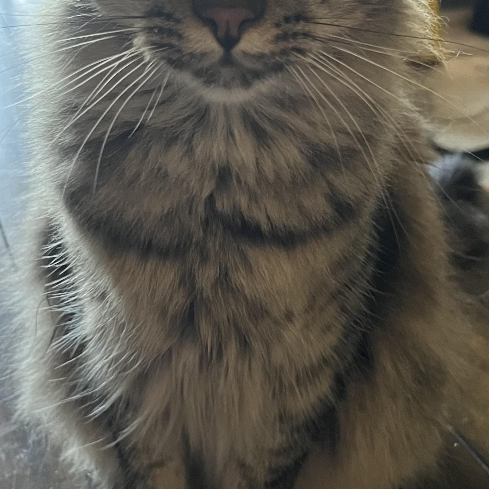 Harvey W., an adoptable Domestic Long Hair in Sacramento, CA, 95841 | Photo Image 2