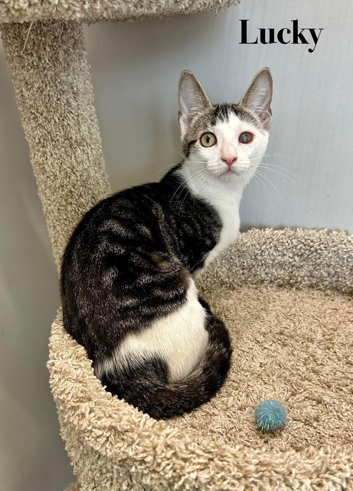 Enlarge Lucky, a Adoptable Domestic Short Hair in Wellington, FL image 1/3