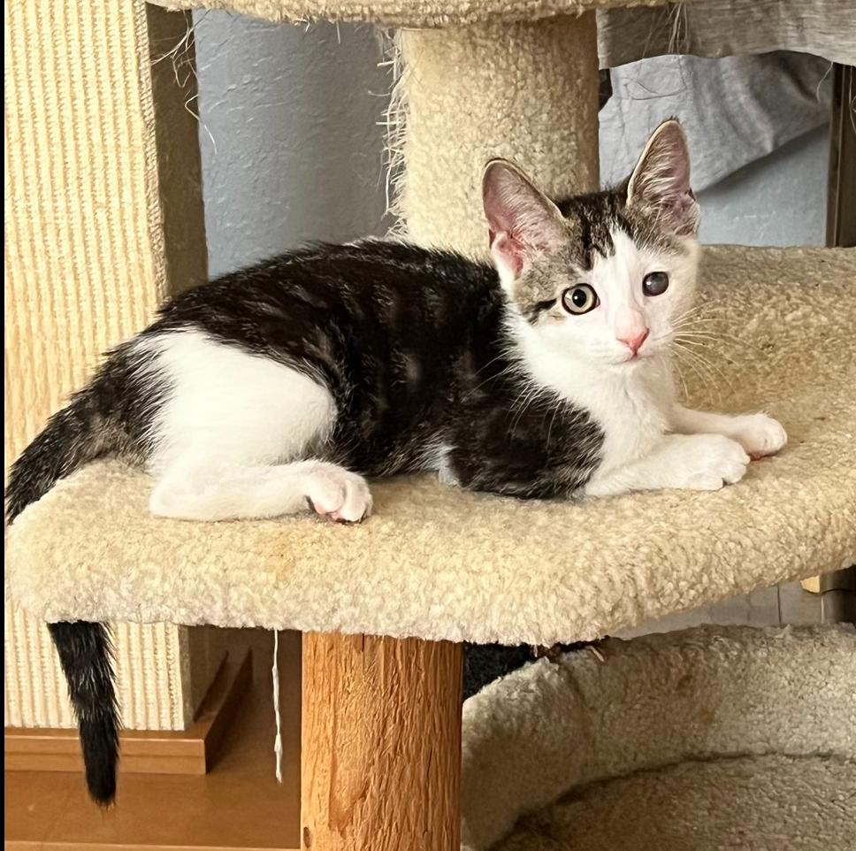 Enlarge Lucky, a Adoptable Domestic Short Hair in Wellington, FL image 2/3