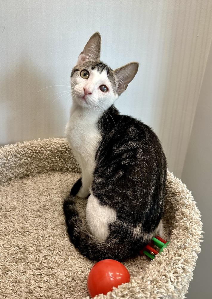 Enlarge Lucky, a Adoptable Domestic Short Hair in Wellington, FL image 3/3