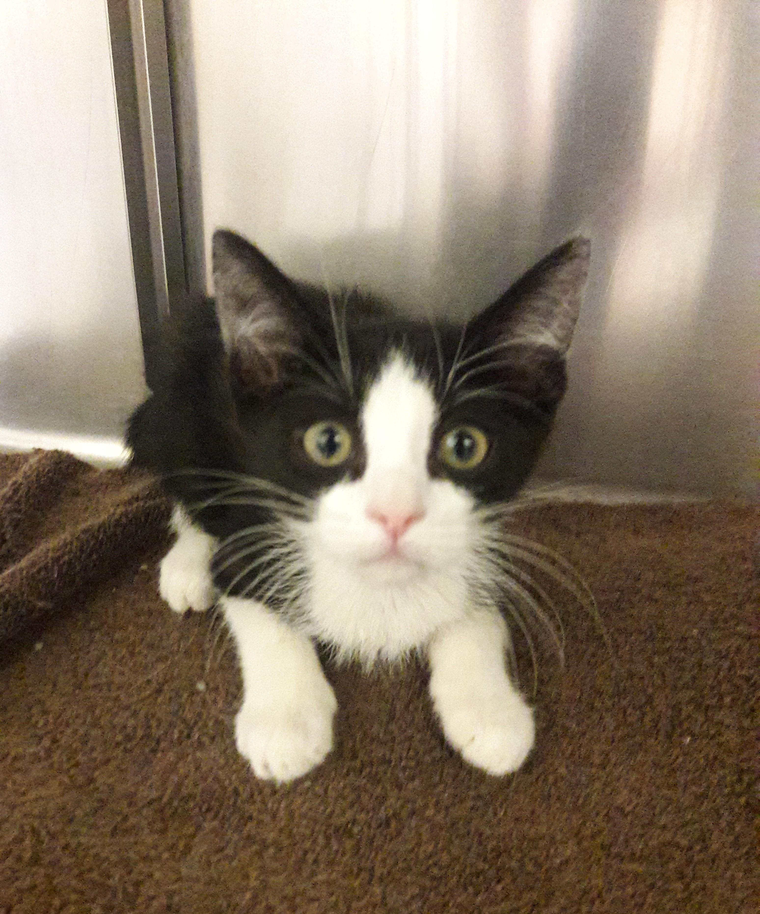 Enlarge Finch, a ADOPTABLE Domestic Short Hair in Mesquite, NV image 3/3