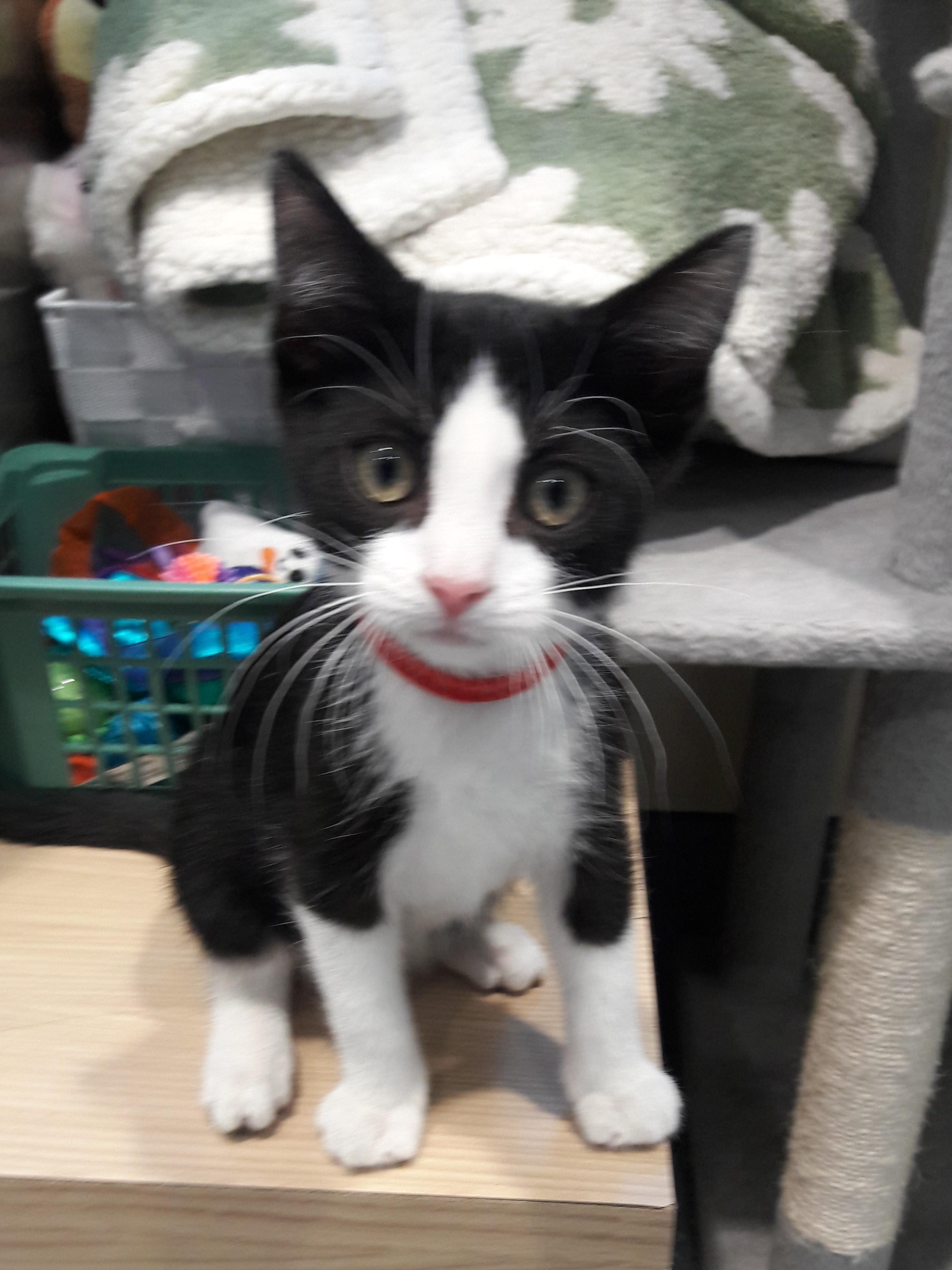 Enlarge Finch, a ADOPTABLE Domestic Short Hair in Mesquite, NV image 1/3