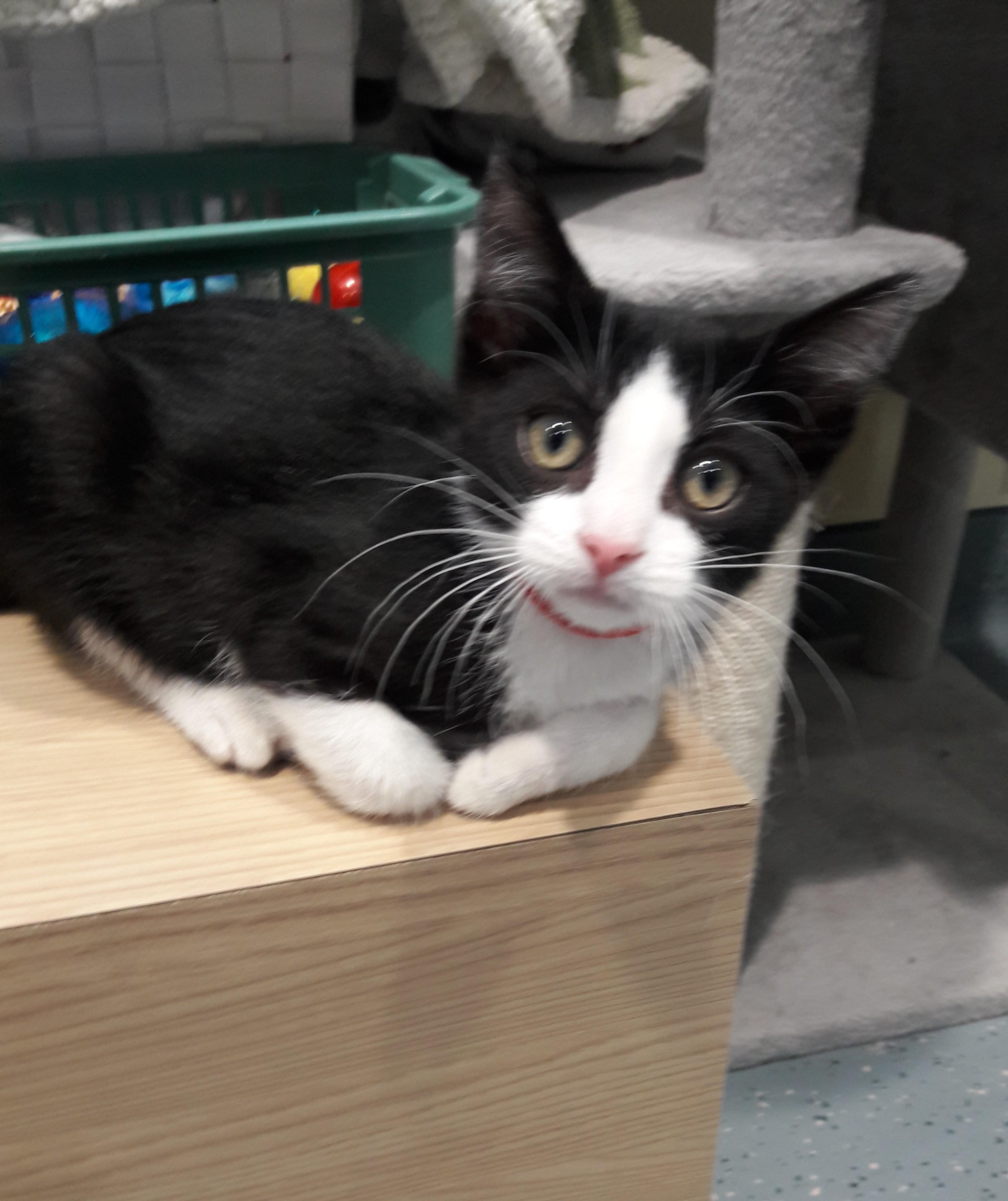 Enlarge Finch, a ADOPTABLE Domestic Short Hair in Mesquite, NV image 2/3