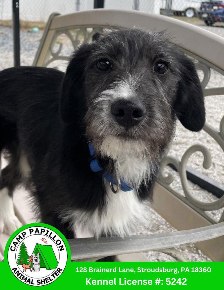 Hopper, Adoptable, Young Male German Shepherd Dog & Poodle.