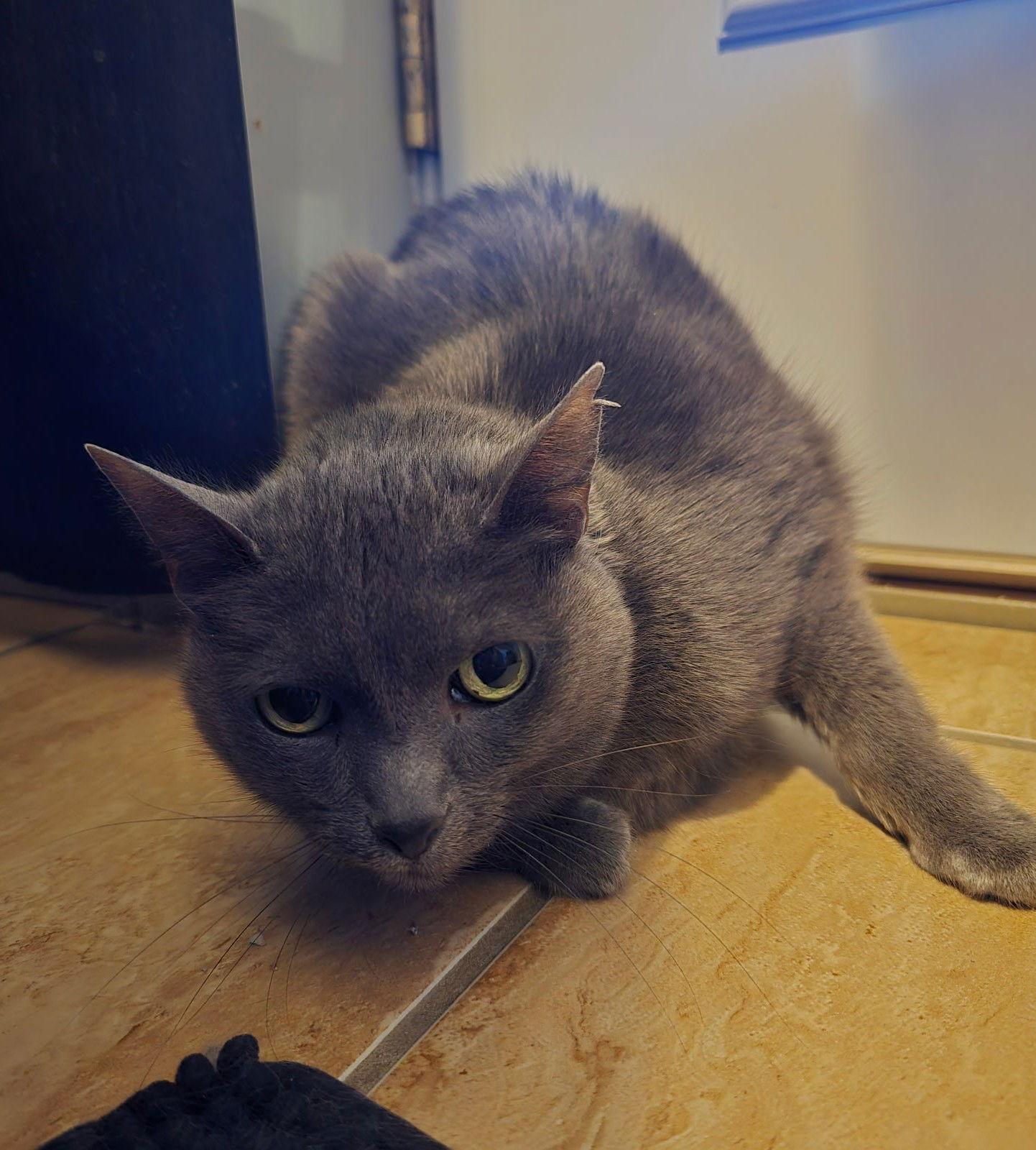 Enlarge Bella, a Adoptable Domestic Short Hair in Evergreen, CO image 1/2