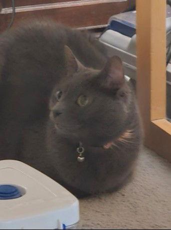 Enlarge Bella, a Adoptable Domestic Short Hair in Evergreen, CO image 2/2