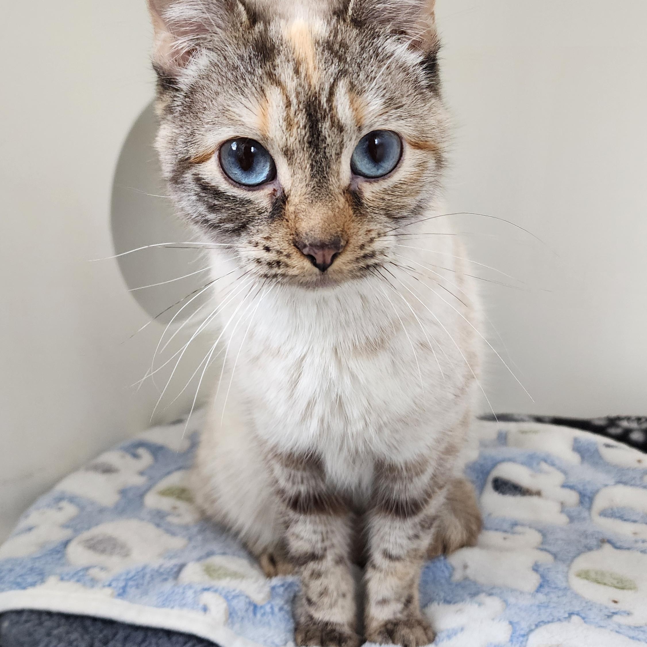 Suki, ADOPTABLE, Young Female Domestic Short Hair.