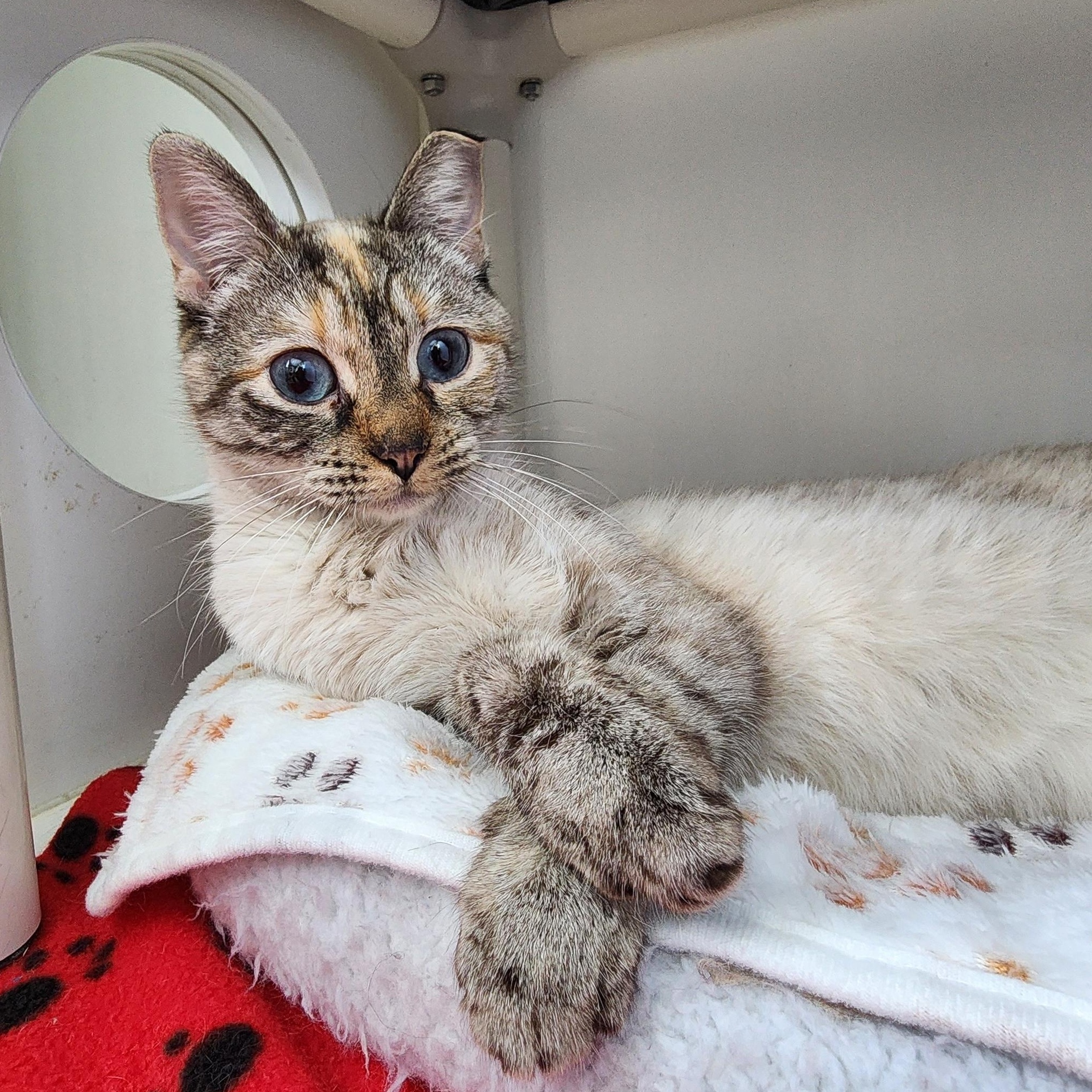 Enlarge Suki, an adoption pending Domestic Short Hair in Ely, MN image 3/4