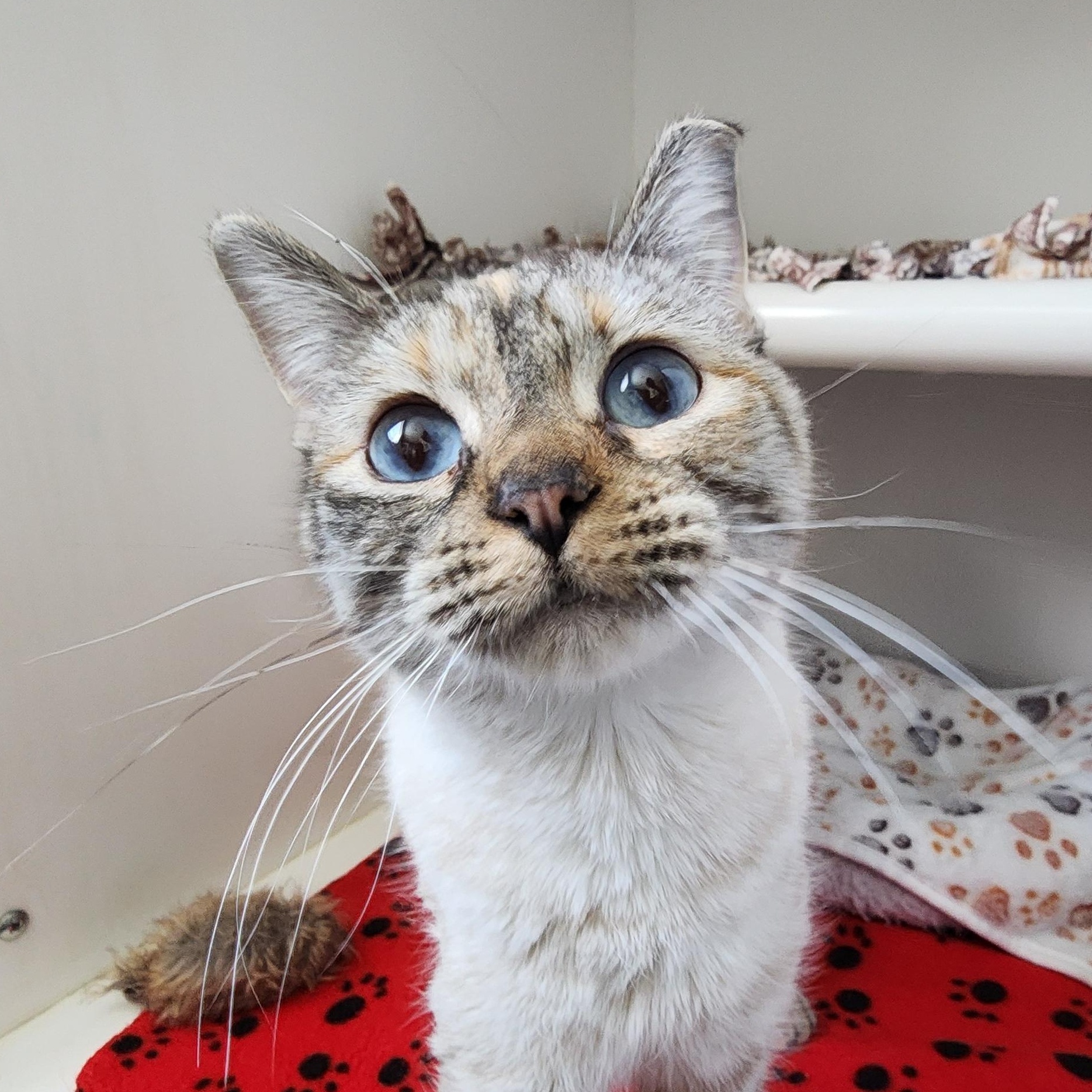 Enlarge Suki, an adoption pending Domestic Short Hair in Ely, MN image 2/4