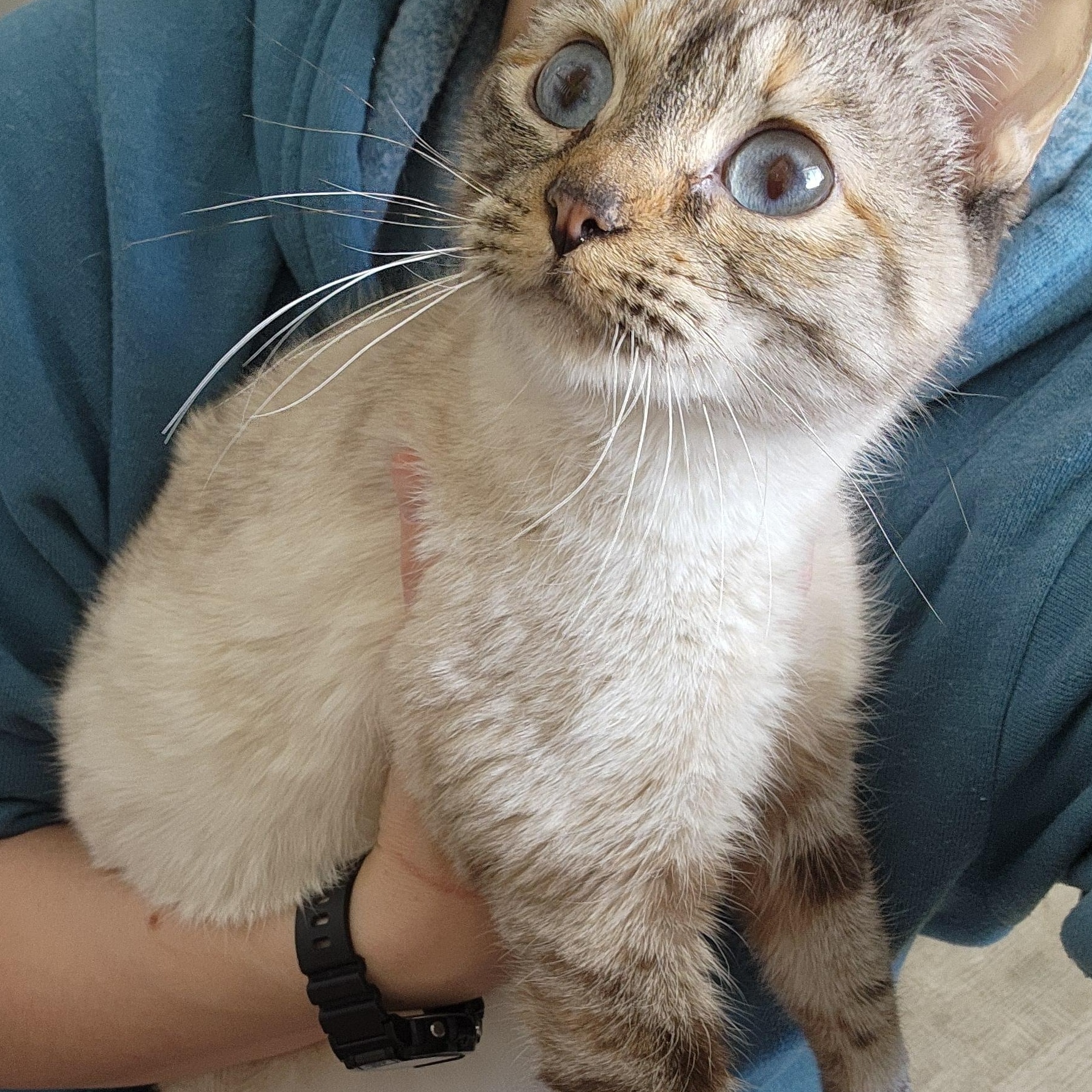 Enlarge Suki, an adoption pending Domestic Short Hair in Ely, MN image 4/4