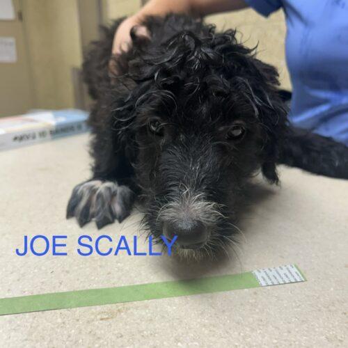 Joe Scally, Adoptable, Puppy Male Standard Poodle & Border Collie.
