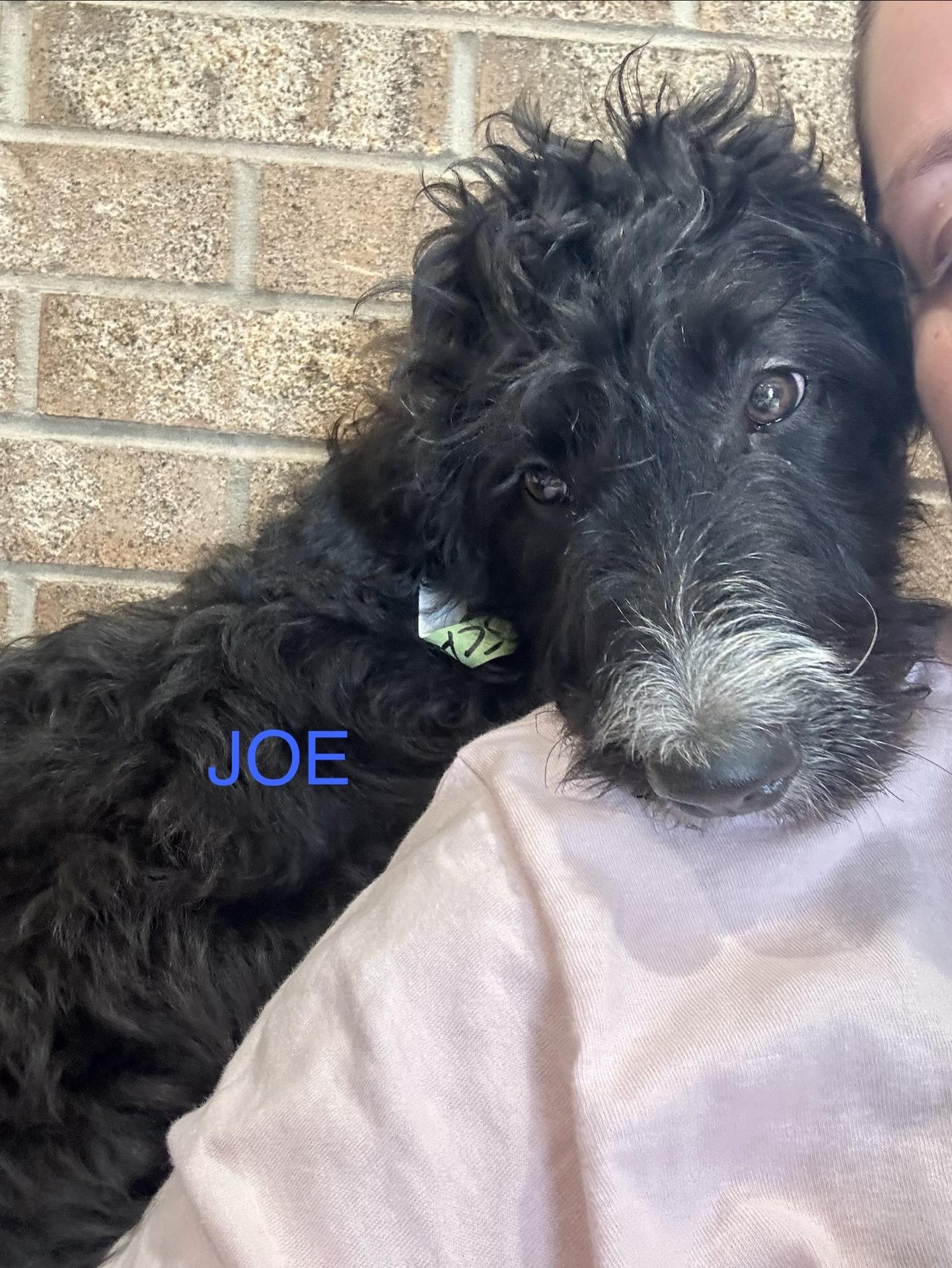 Joe Scally, a Adoptable mixed breed in Broken Arrow, OK image 2/2