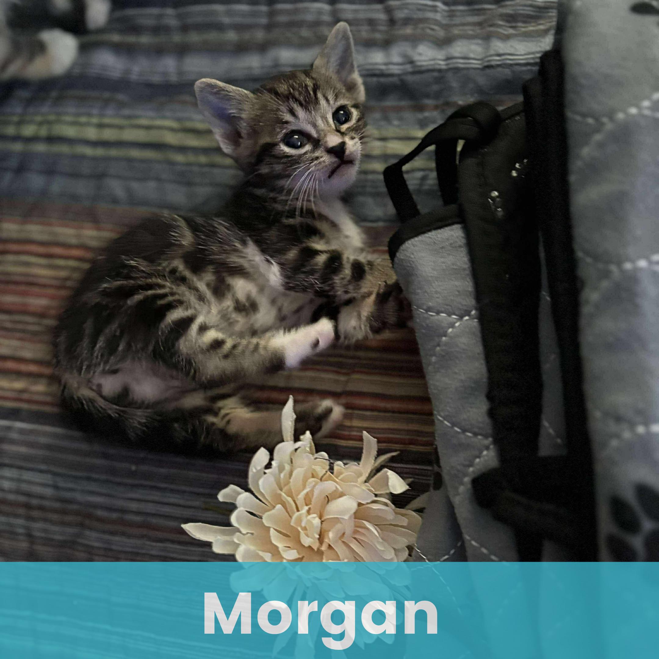 Morgan