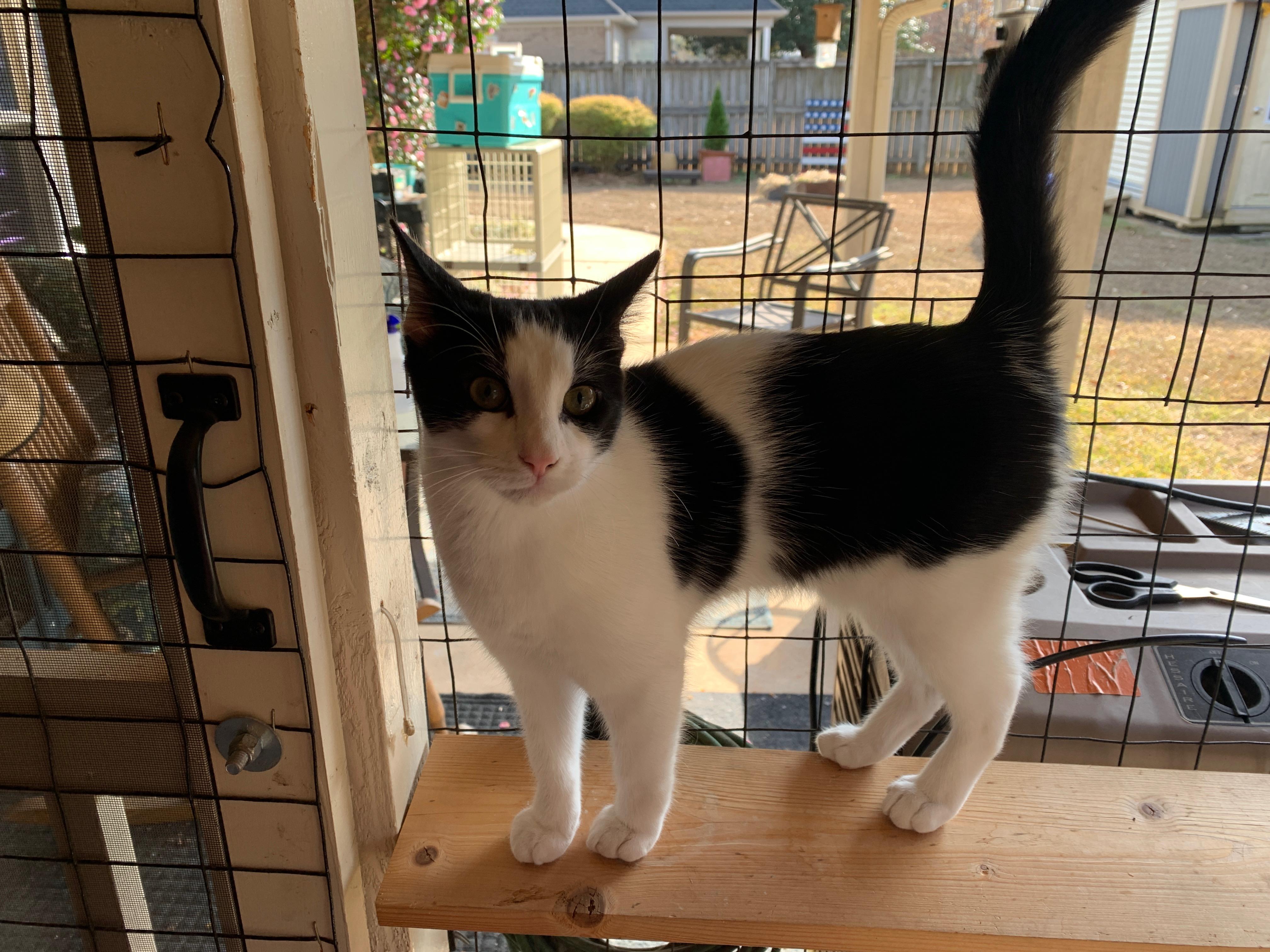 Enlarge Ross, a Adoptable Tuxedo in Bonaire, GA image 4/6