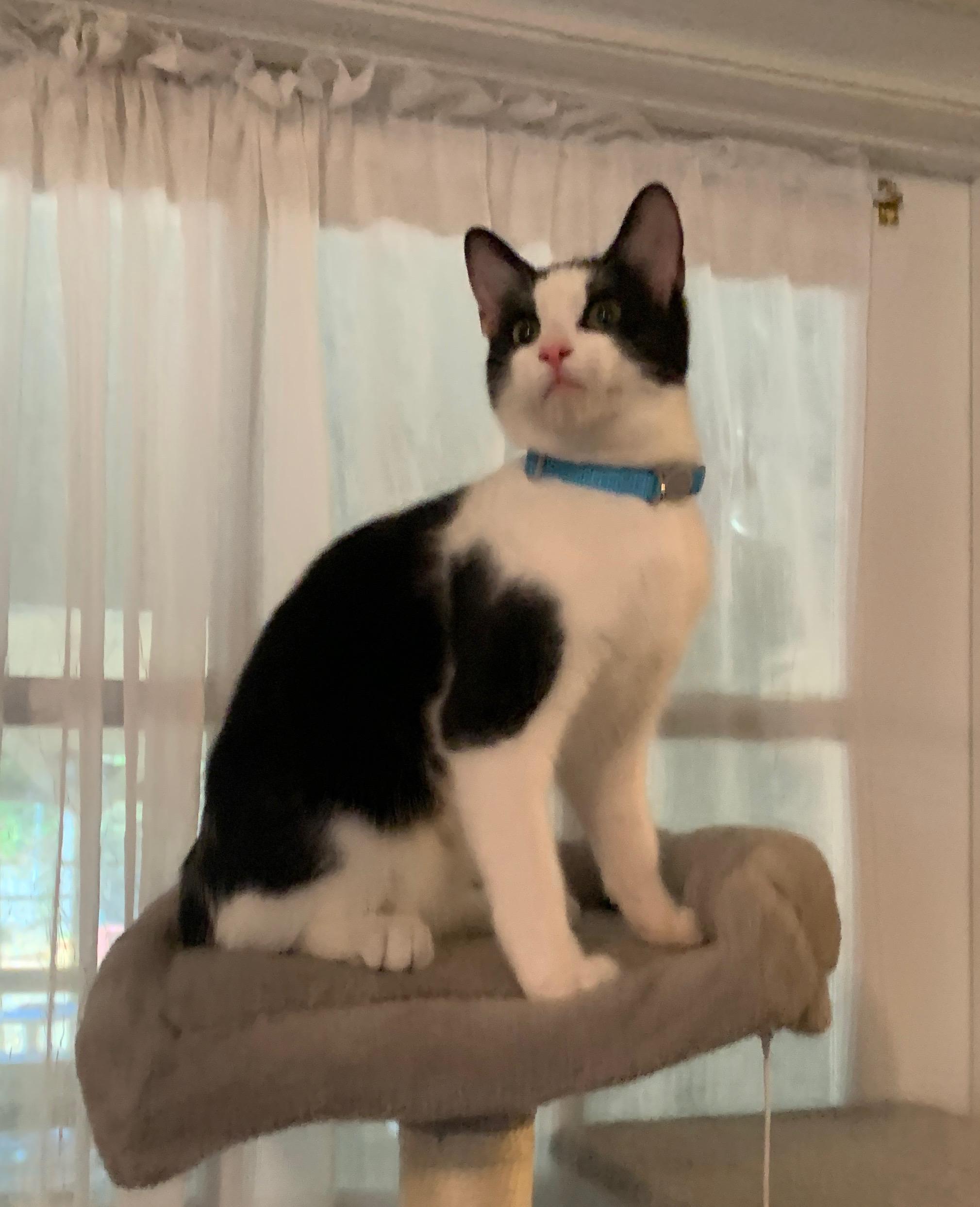 Enlarge Ross, a Adoptable Tuxedo in Bonaire, GA image 3/6