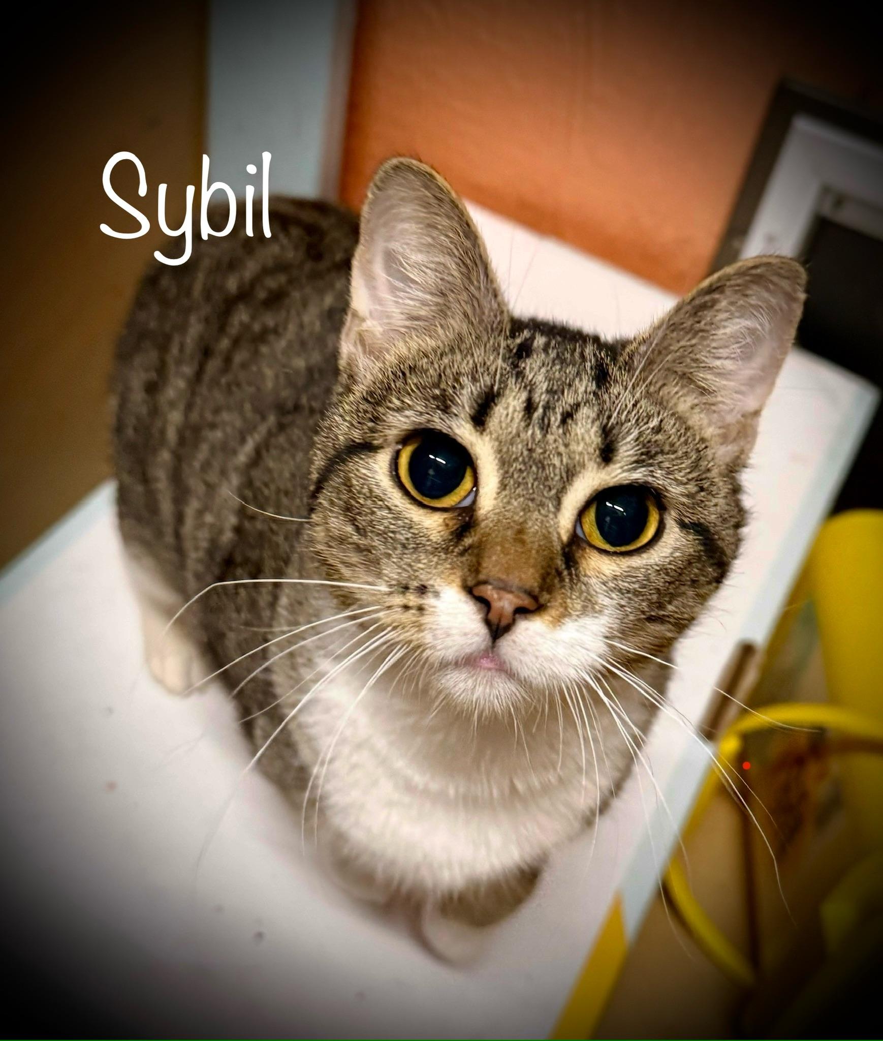 Sybil