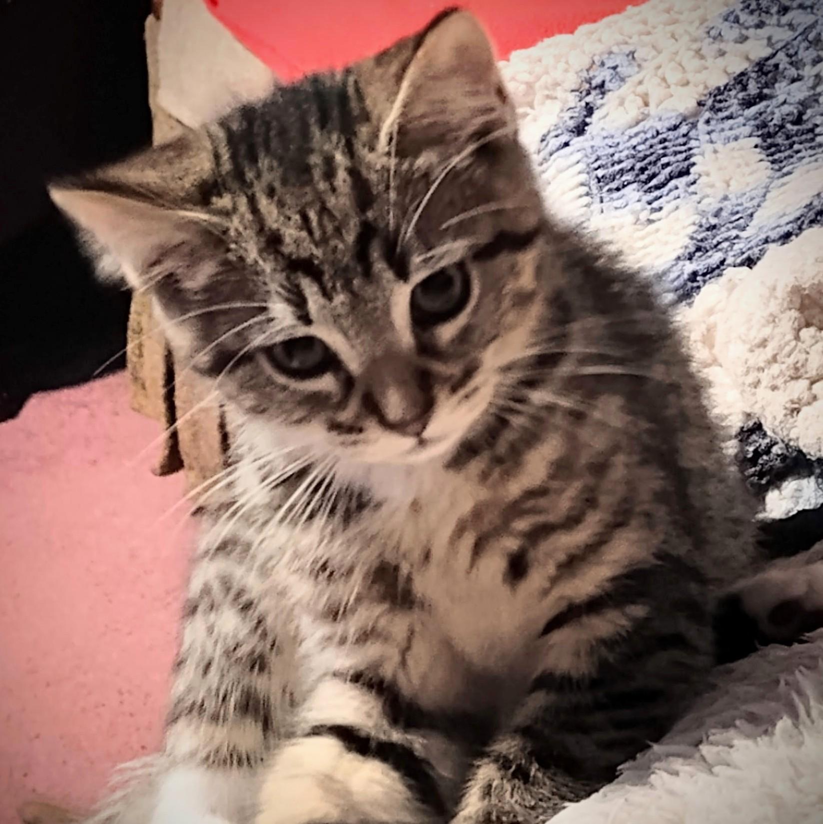 Alfonso, Adoptable, Kitten Male Domestic Short Hair.