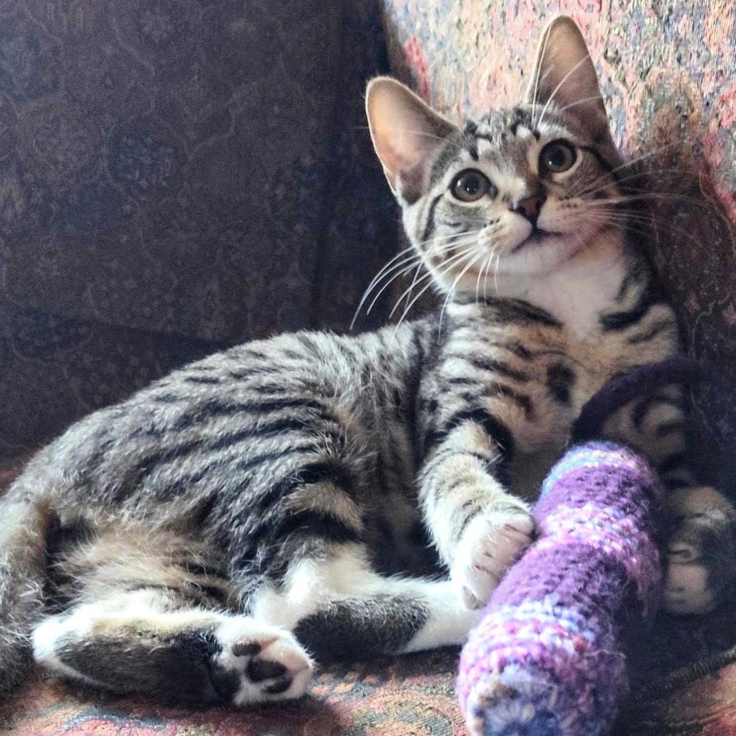 Alfonso, Adoptable, Kitten Male Domestic Short Hair.