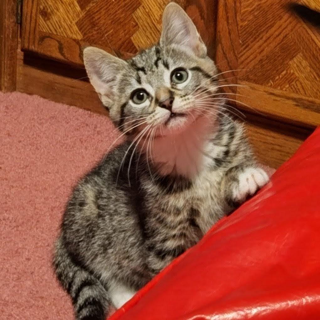 Alfonso, a Adoptable Domestic Short Hair in Wilsonville, OR image 2/4