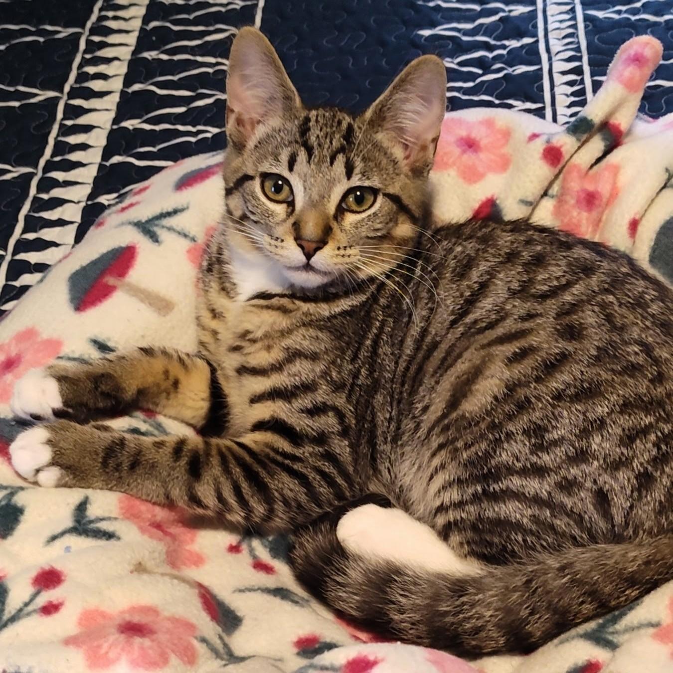 Alfonso, a Adoptable Domestic Short Hair in Wilsonville, OR image 2/5