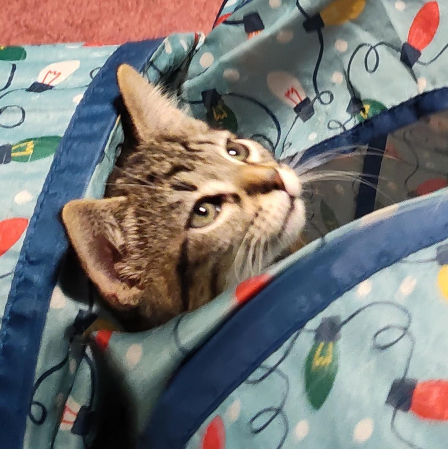 Alfonso, a Adoptable Domestic Short Hair in Wilsonville, OR image 3/4