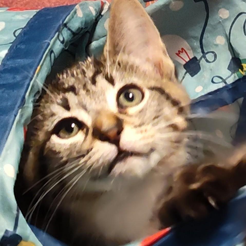Alfonso, a Adoptable Domestic Short Hair in Wilsonville, OR image 4/4