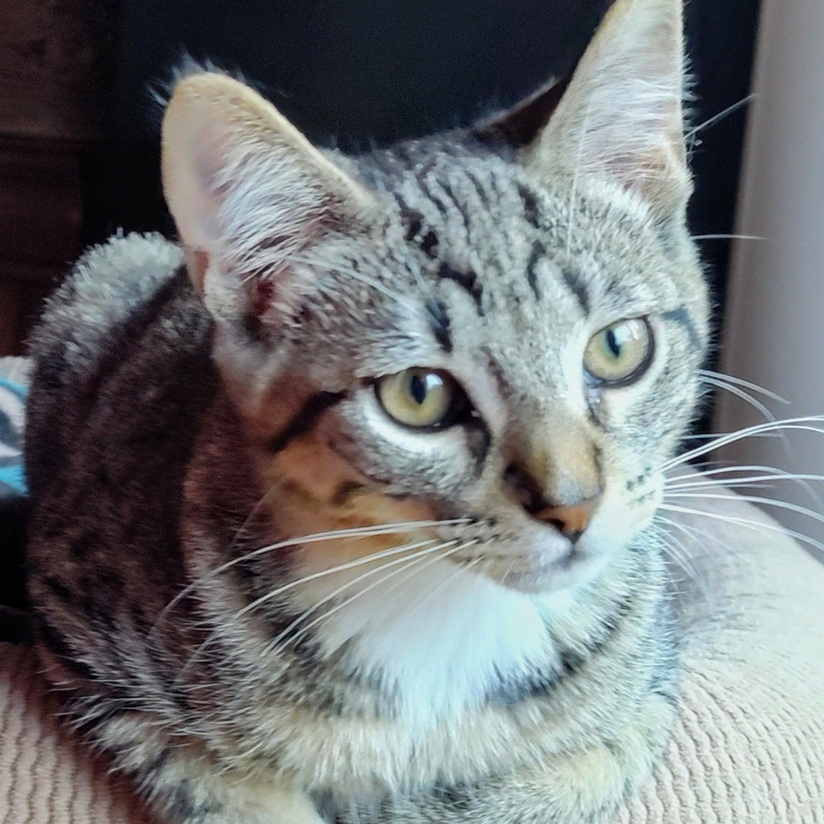 Alfonso, a Adoptable Domestic Short Hair in Wilsonville, OR image 3/5