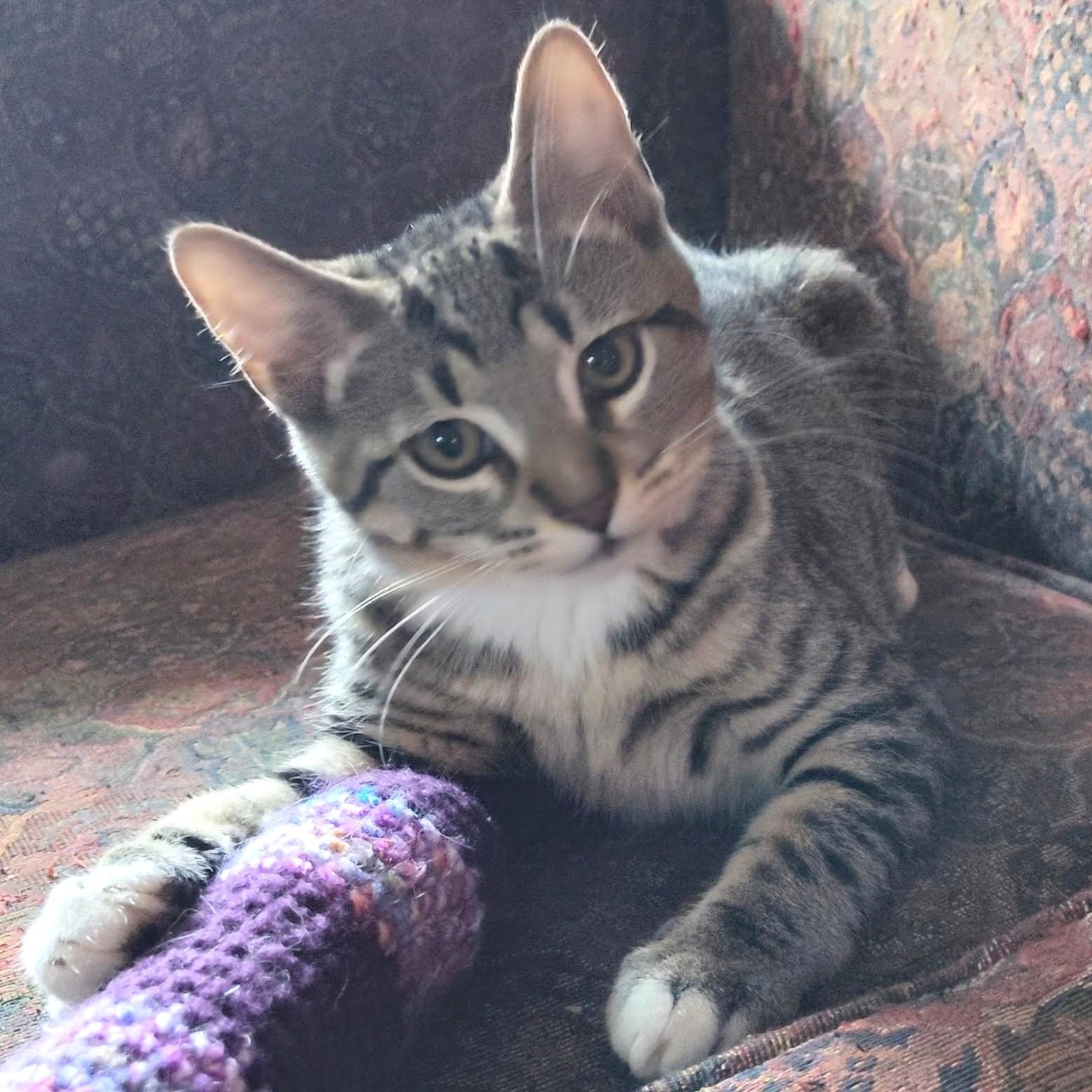 Alfonso, a Adoptable Domestic Short Hair in Wilsonville, OR image 4/5