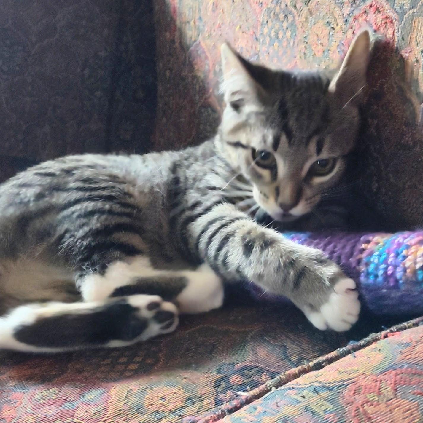 Alfonso, a Adoptable Domestic Short Hair in Wilsonville, OR image 5/5