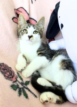 Enlarge Bingo and Bluey, a Adoptable American Shorthair in Union City, NJ image 6/6