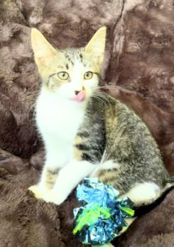 Enlarge Bingo and Bluey, a Adoptable American Shorthair in Union City, NJ image 4/6