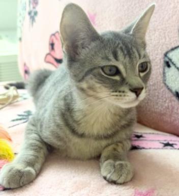 Enlarge Bingo and Bluey, a Adoptable American Shorthair in Union City, NJ image 5/6