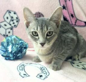 Enlarge Bingo and Bluey, a Adoptable American Shorthair in Union City, NJ image 3/6