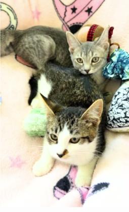 Enlarge Bingo and Bluey, a Adoptable American Shorthair in Union City, NJ image 2/6