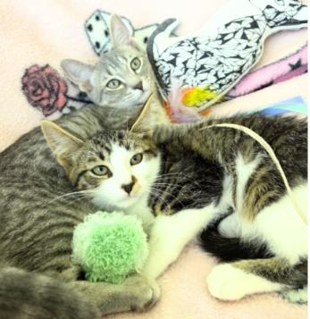 Bingo and Bluey, Adoptable, Kitten Female American Shorthair.