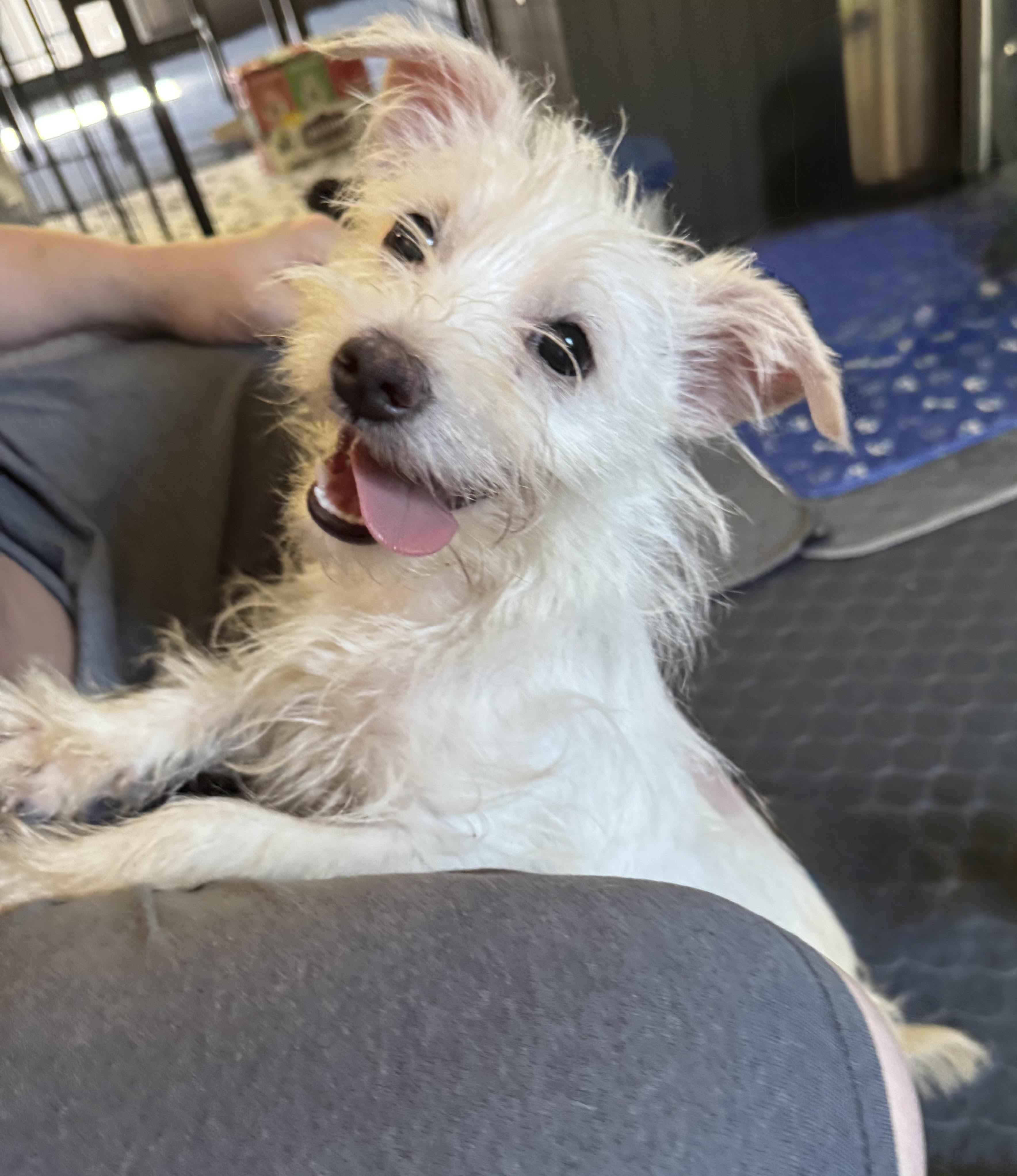 Enlarge Lilly, a Adopted mixed breed in Maiden, NC image 6/6