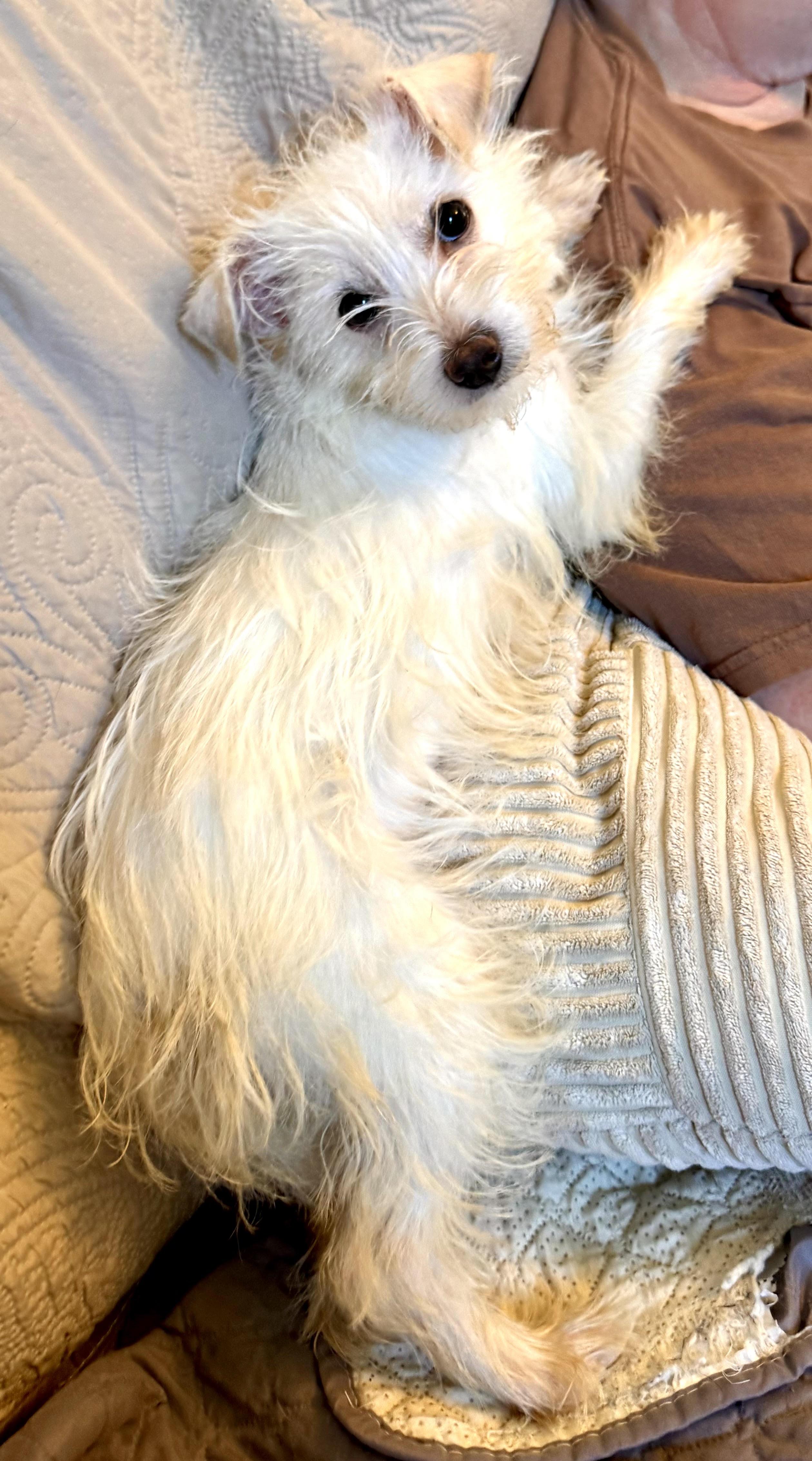 Enlarge Lilly, a Adopted mixed breed in Maiden, NC image 5/6