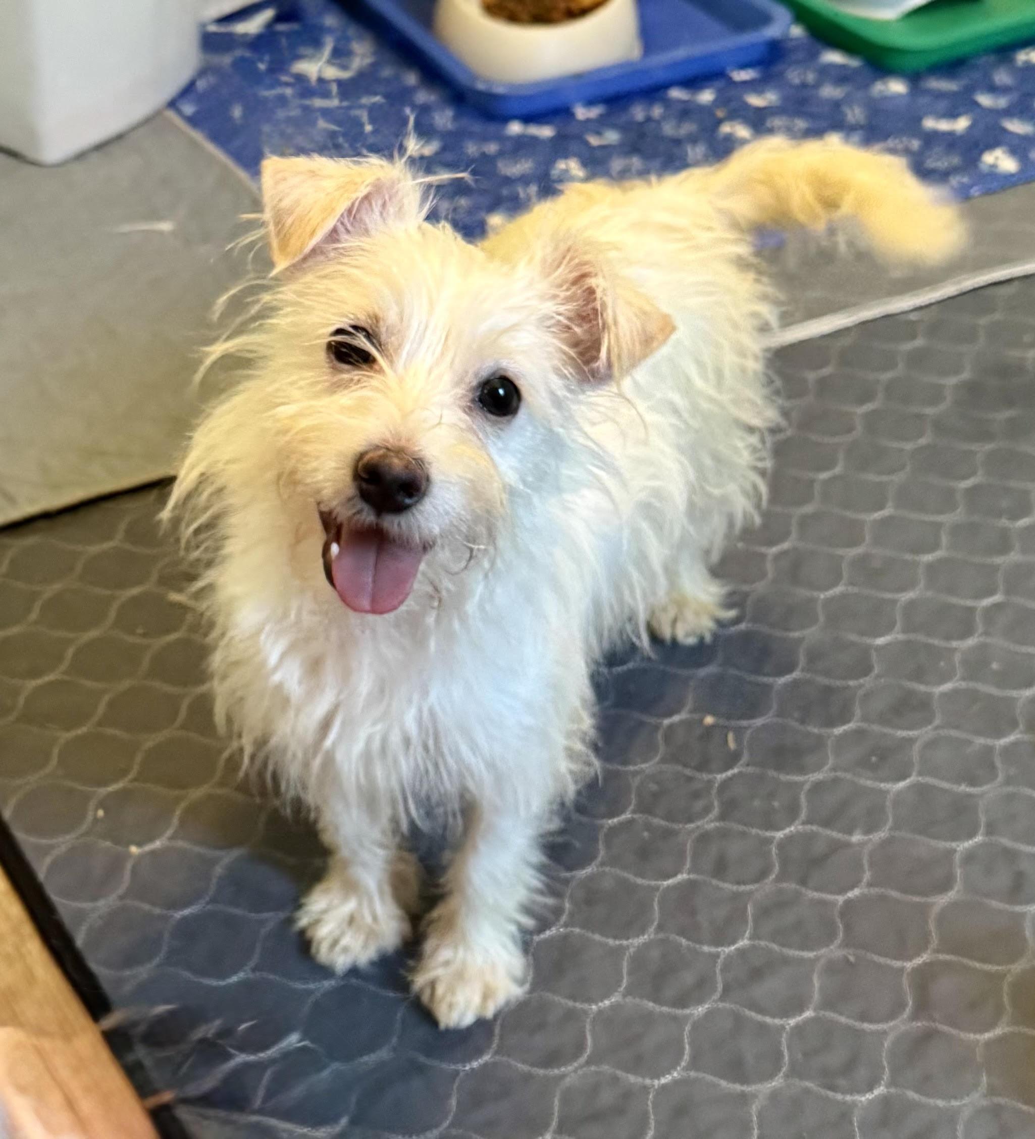 Enlarge Lilly, a Adopted mixed breed in Maiden, NC image 1/6