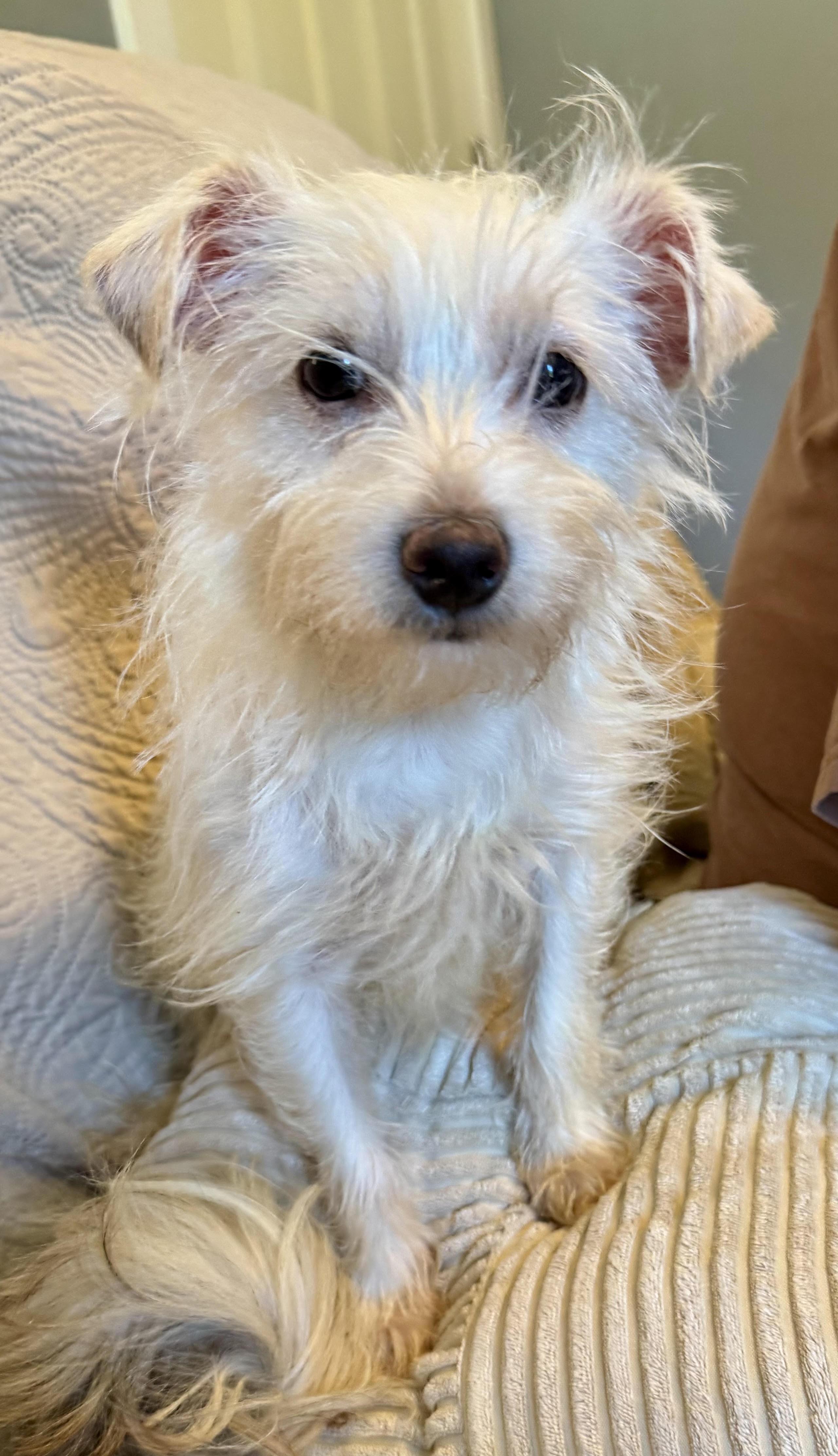 Enlarge Lilly, a Adopted mixed breed in Maiden, NC image 4/6