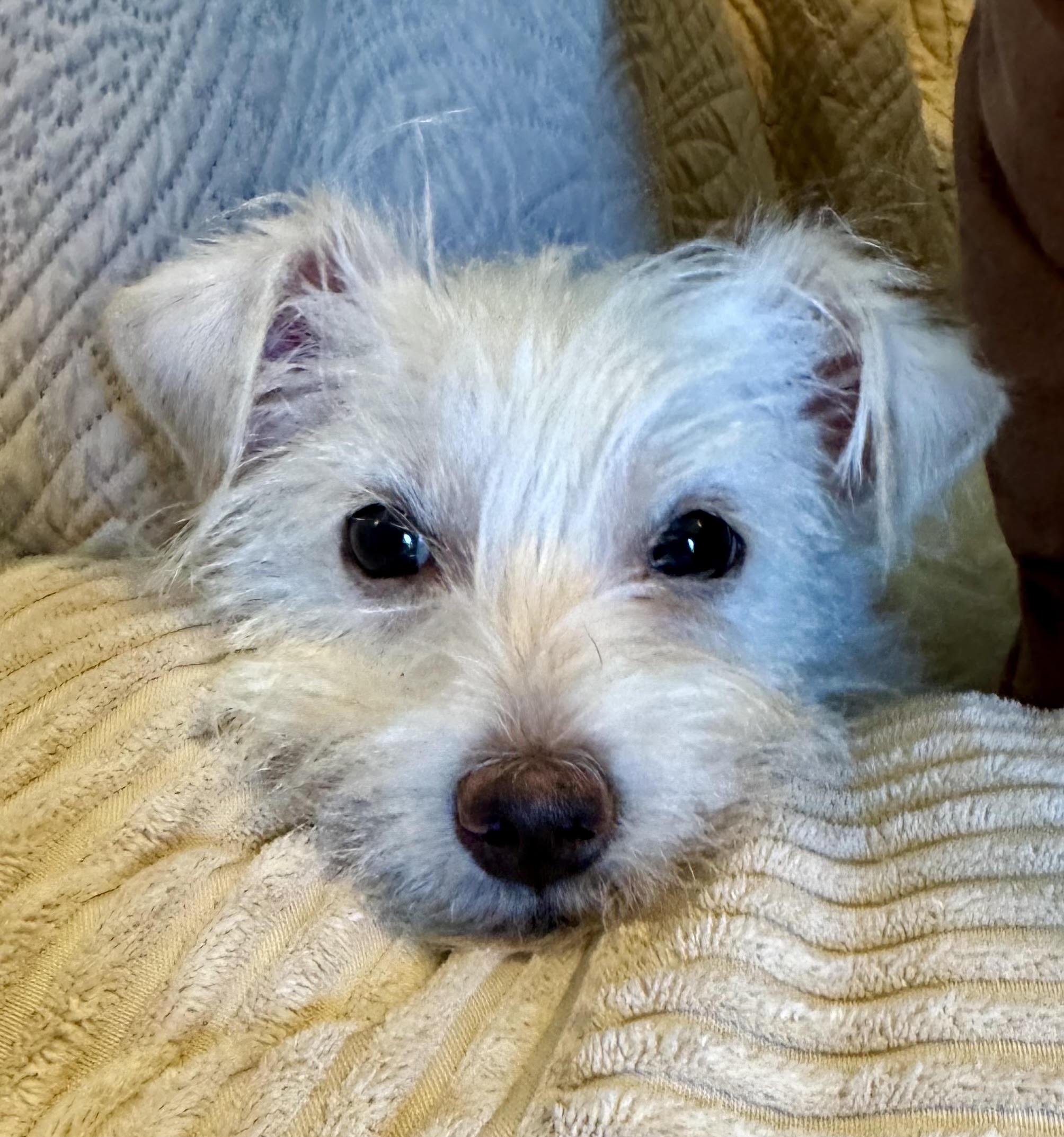 Enlarge Lilly, a Adopted mixed breed in Maiden, NC image 3/6