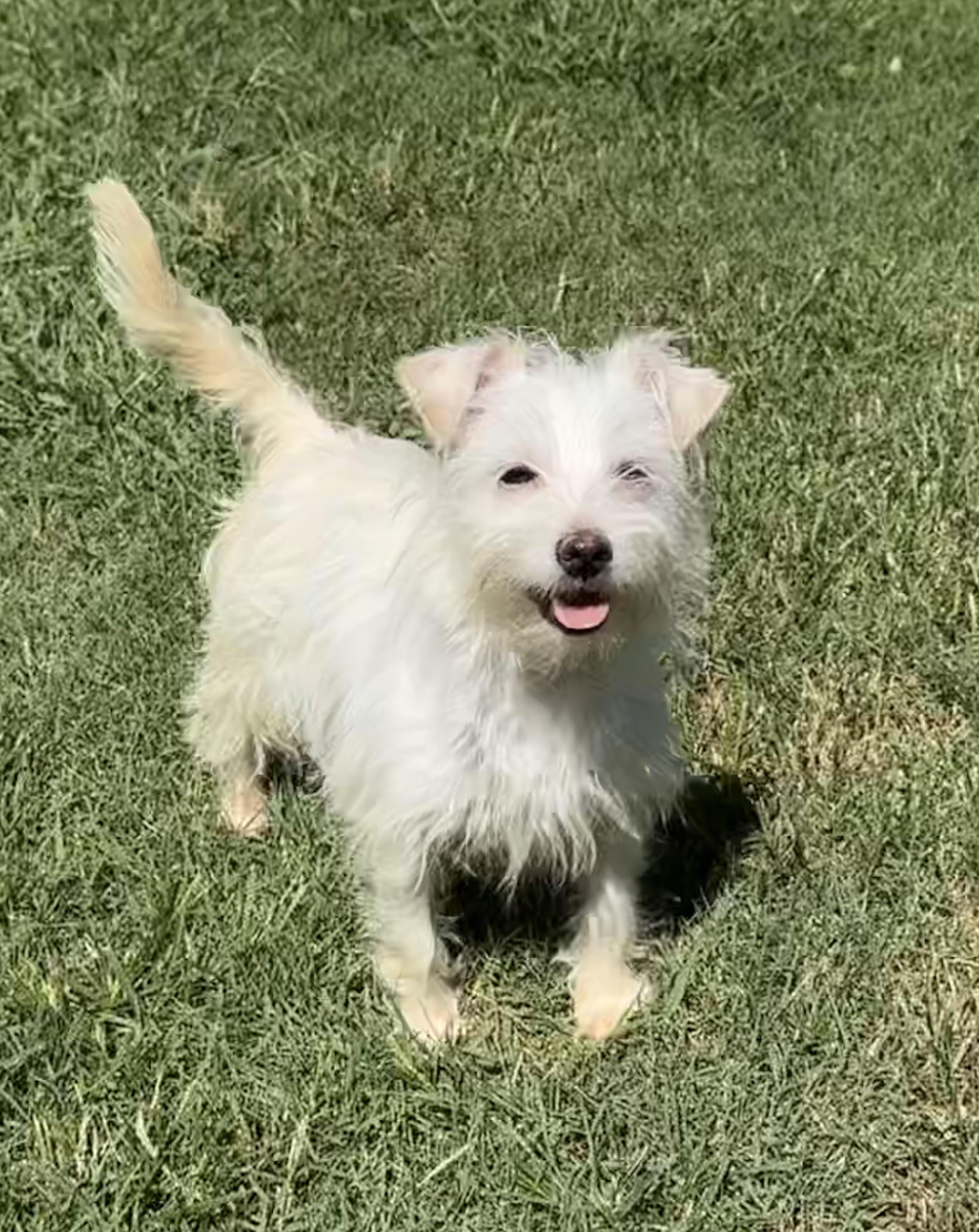 Enlarge Lilly, a Adopted mixed breed in Maiden, NC image 2/6