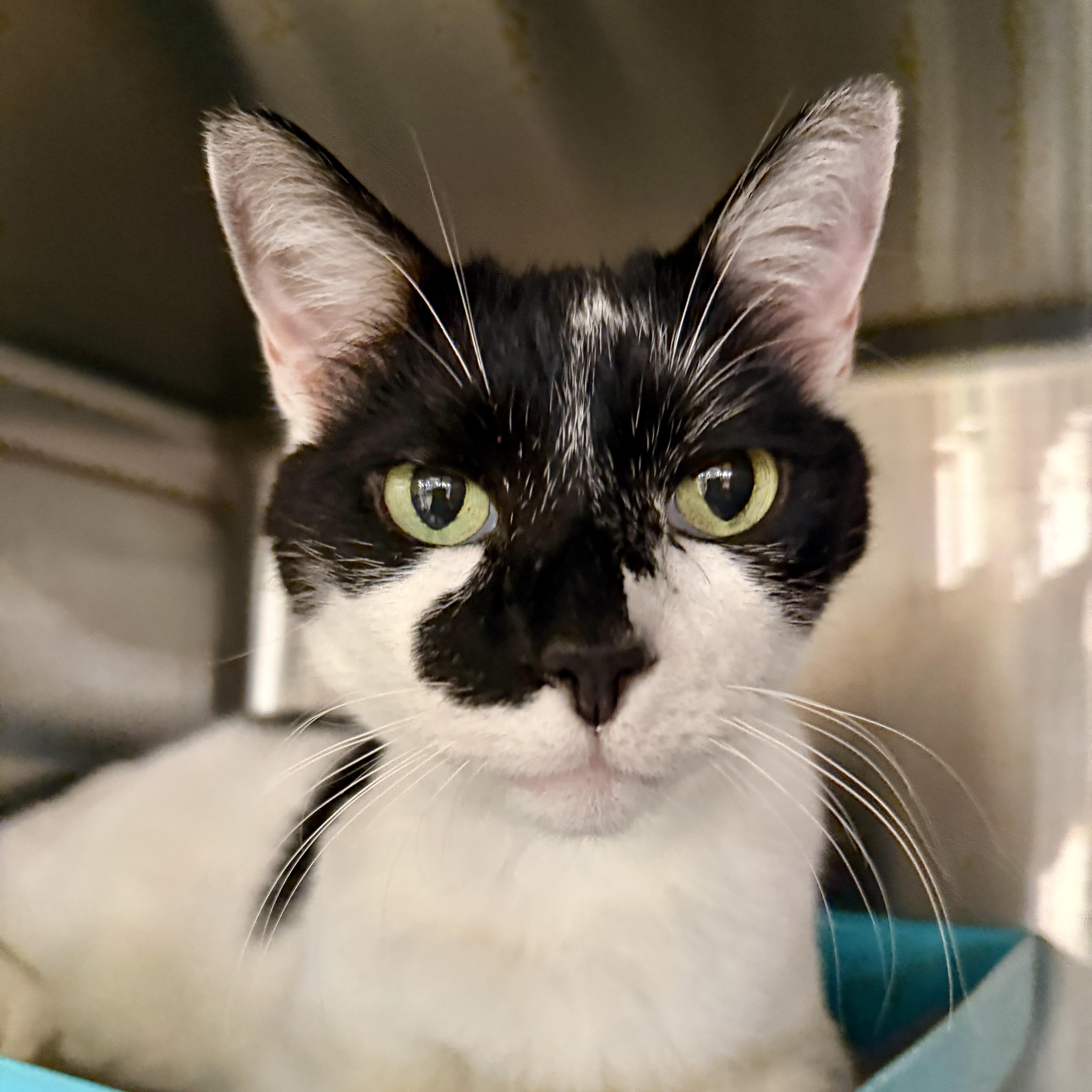 Enlarge Patch, a Adoptable Domestic Short Hair in Clearwater, FL image 1/3