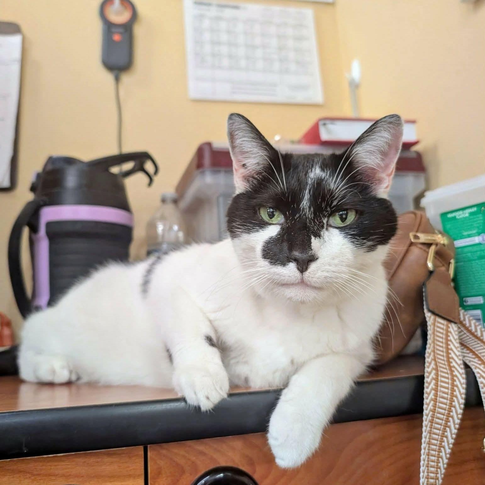 Enlarge Patch, a Adoptable Domestic Short Hair in Clearwater, FL image 3/3