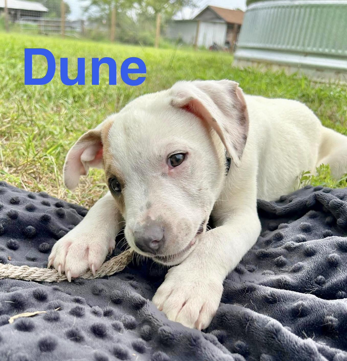 Dune, a Adoptable mixed breed in Brattleboro , VT image 2/6
