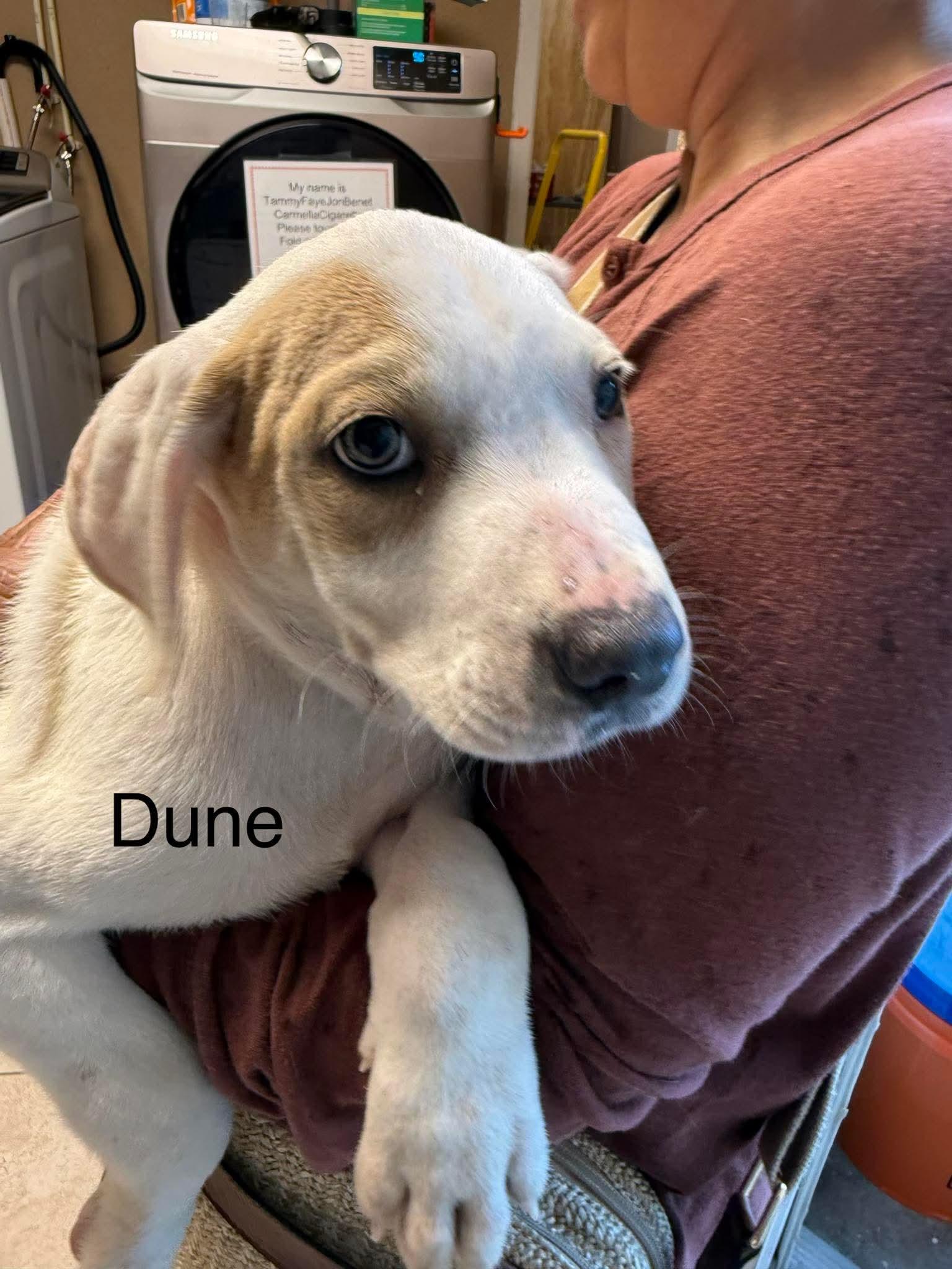 Dune, a Adoptable mixed breed in Brattleboro , VT image 4/6