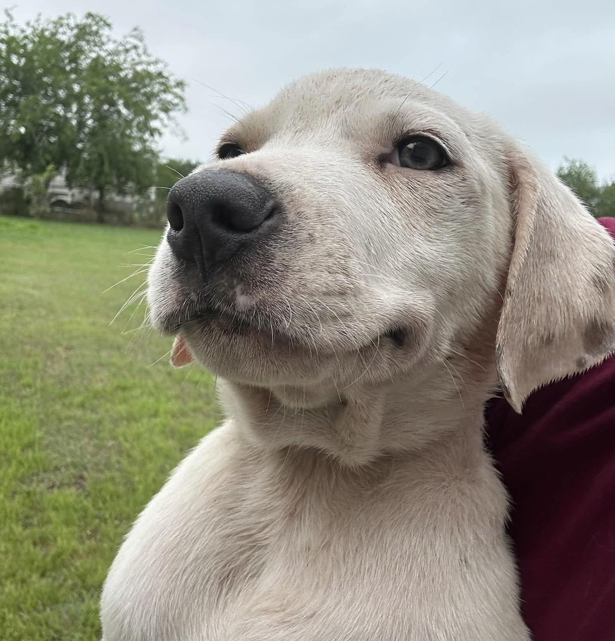 Dune, a Adoptable mixed breed in Brattleboro , VT image 1/6