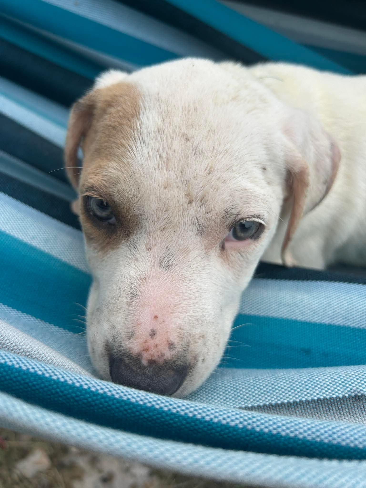 Dune, a Adoptable mixed breed in Brattleboro , VT image 6/6